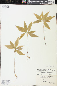 Trientalis borealis image