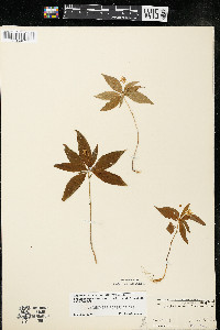 Trientalis borealis image