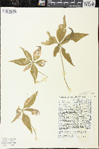 Trientalis borealis image