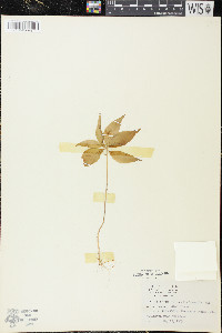 Trientalis borealis image