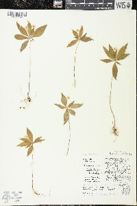 Trientalis borealis image