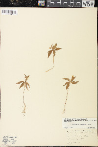 Trientalis borealis image