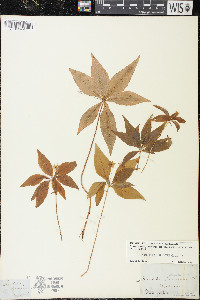 Trientalis borealis image