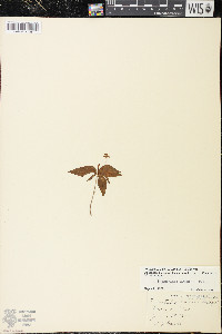 Trientalis borealis image