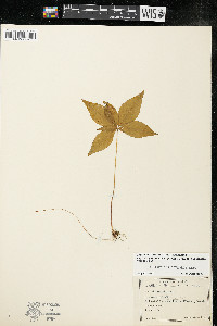 Trientalis borealis image