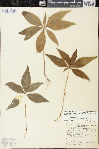 Trientalis borealis image