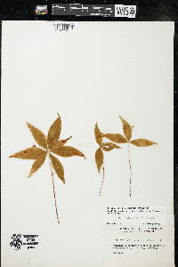 Trientalis borealis image