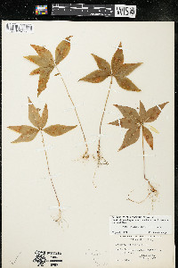 Trientalis borealis image