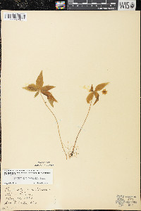 Trientalis borealis image