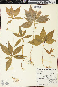 Trientalis borealis image