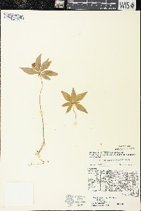 Trientalis borealis image
