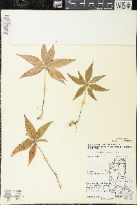 Trientalis borealis image