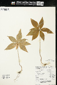 Trientalis borealis image