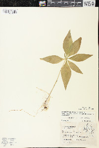 Trientalis borealis image