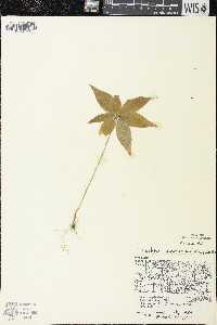Trientalis borealis image