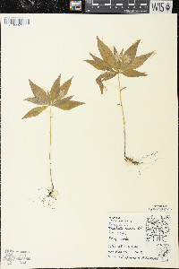 Trientalis borealis image