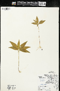 Trientalis borealis image