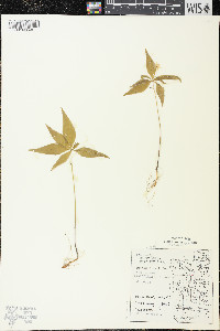 Trientalis borealis image