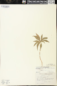 Trientalis borealis image