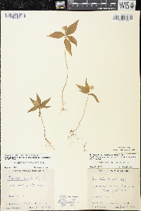 Trientalis borealis image
