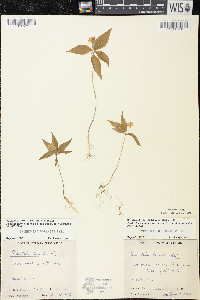Trientalis borealis image