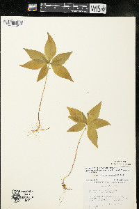 Trientalis borealis image