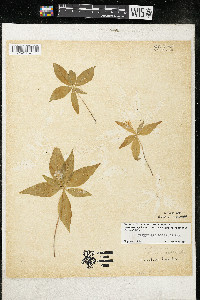 Trientalis borealis image