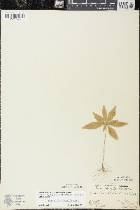 Trientalis borealis image
