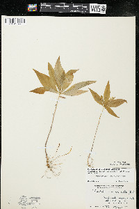 Trientalis borealis image