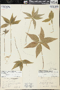 Trientalis borealis image