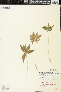 Trientalis borealis image