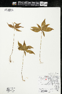 Trientalis borealis image