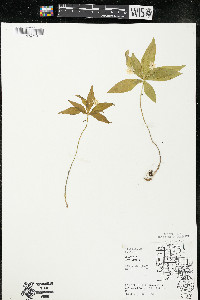 Trientalis borealis image