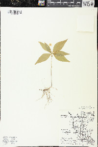 Trientalis borealis image
