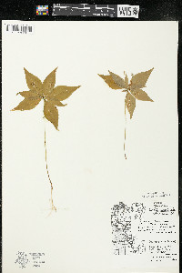 Trientalis borealis image