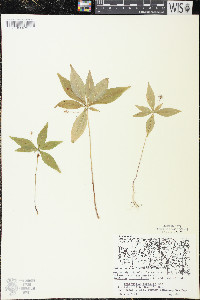 Trientalis borealis image
