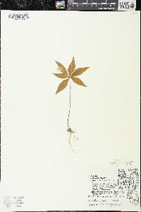Trientalis borealis image