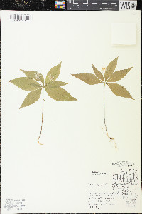 Trientalis borealis image