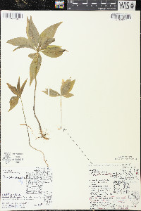 Trientalis borealis image