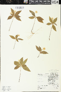 Trientalis borealis image