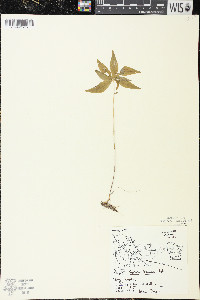 Trientalis borealis image