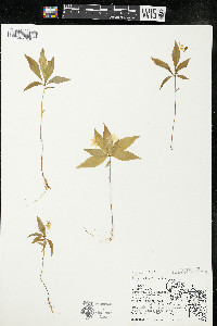 Trientalis borealis image