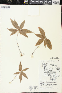 Trientalis borealis image