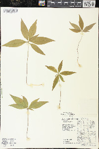 Trientalis borealis image