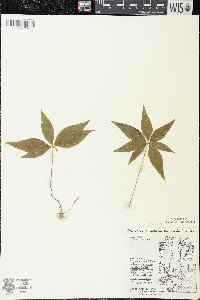 Trientalis borealis image