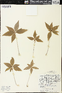 Trientalis borealis image