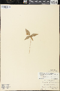 Trientalis borealis image