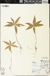 Trientalis borealis image