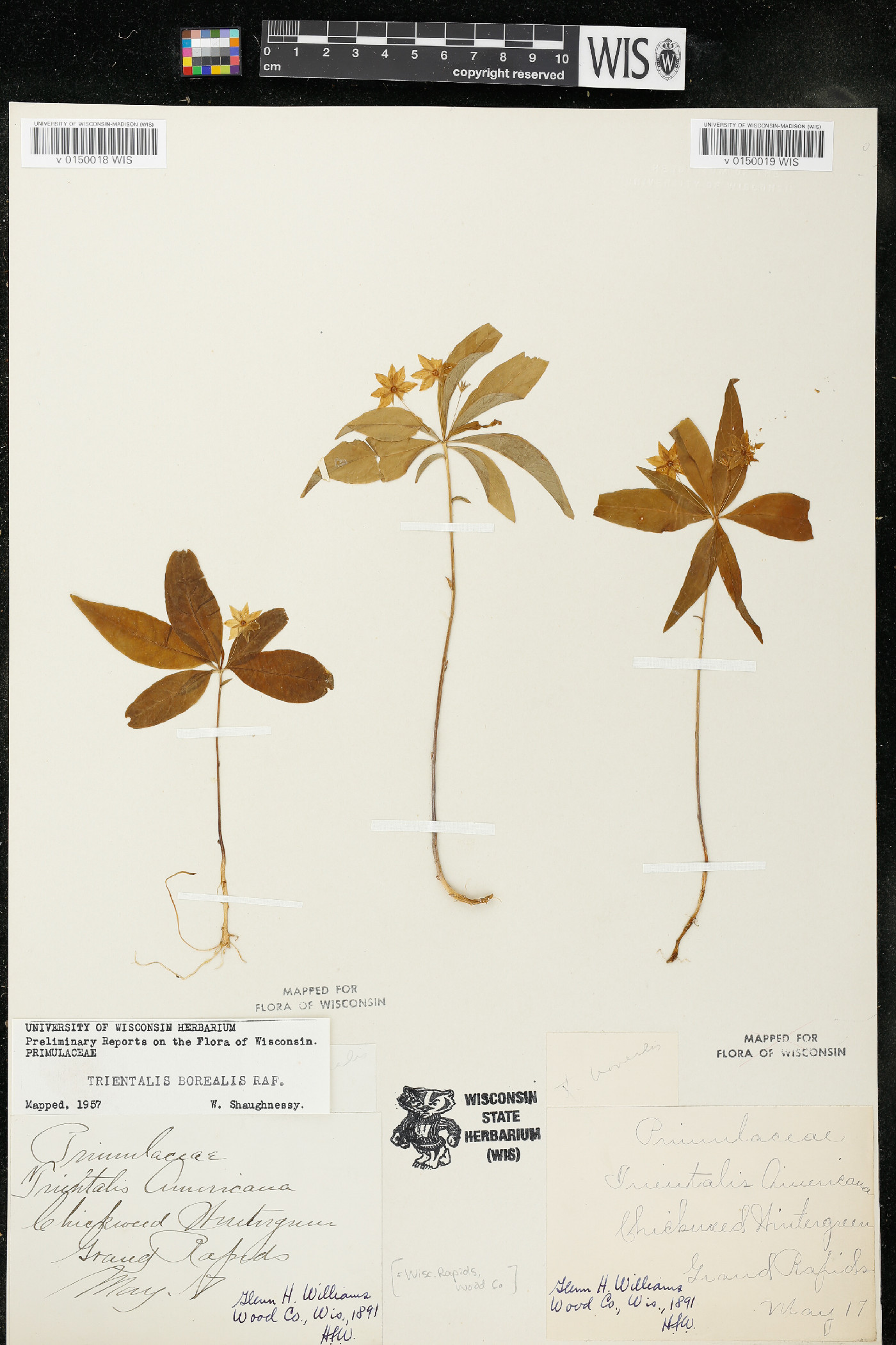Trientalis borealis subsp. borealis image