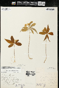 Trientalis borealis image